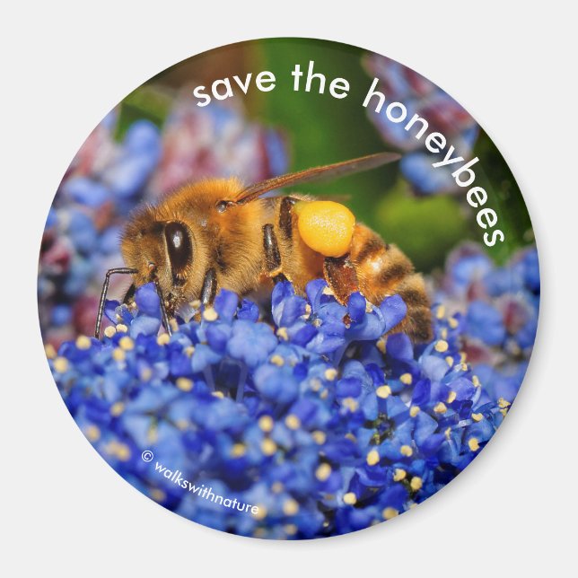 Save the Honeybees Pollinating California Lilac Magnet (Front)