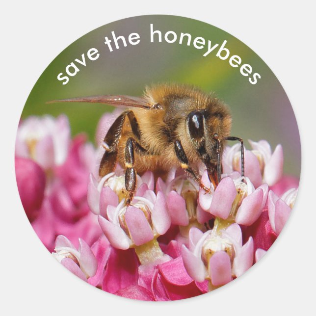 Save the Honeybees Pollinating Narrowleaf Milkweed Classic Round Sticker (Front)