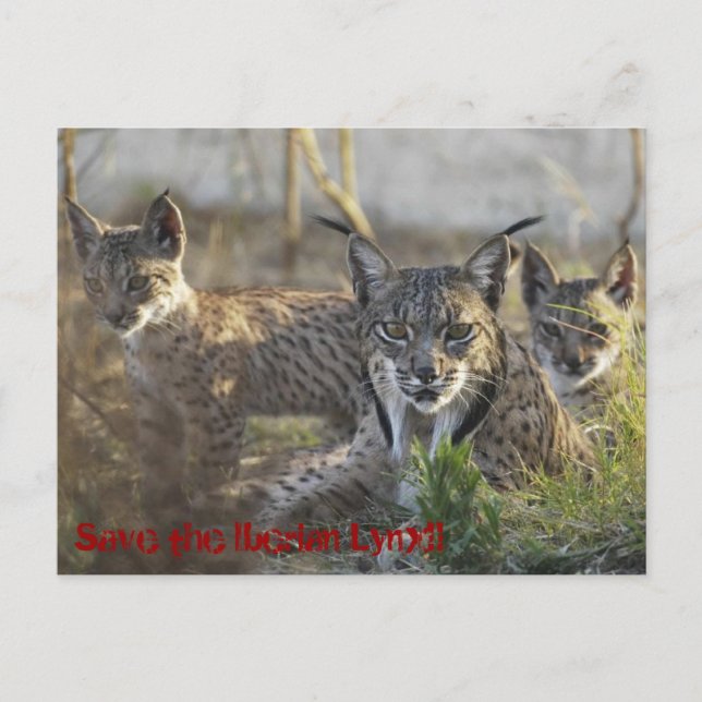 Save the Iberian Lynx!! 3 Postcard (Front)