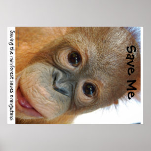 Save the Orangutans and Rainforest Poster