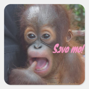 Save the Orangutans Endangered Wildlife Square Sticker