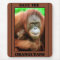 Save the Orangutans