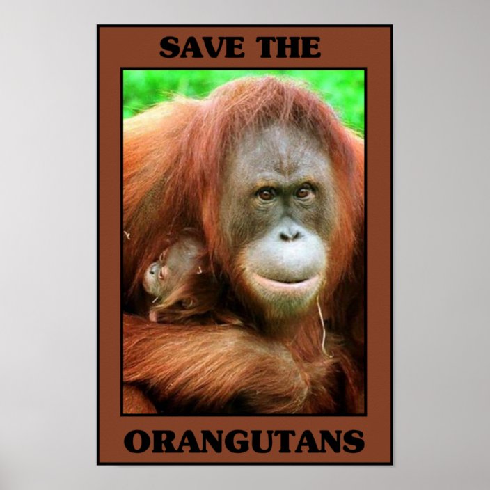 Save the Orangutans Poster | Zazzle.com