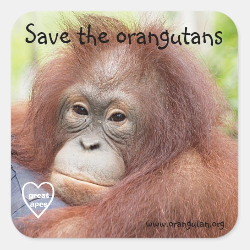 Save the Orangutans Square Sticker