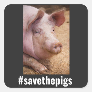  SAVE THE PIGS PIG VEGAN STICKERS