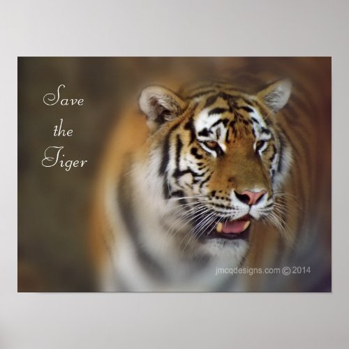 Save the Tiger Amur Siberian Tiger Poster