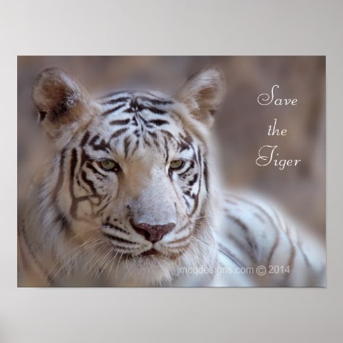 Save the Tiger White Bengal Tiger Poster