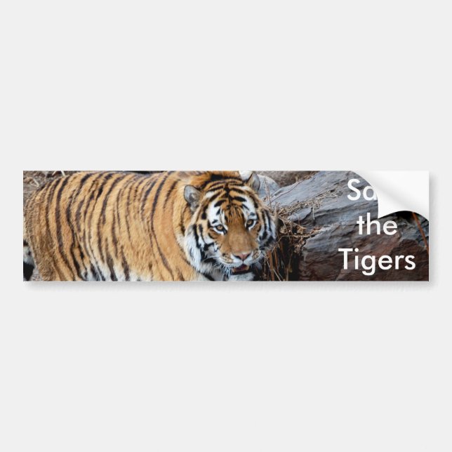 Save the Tigers Bumper Sticker (Front)