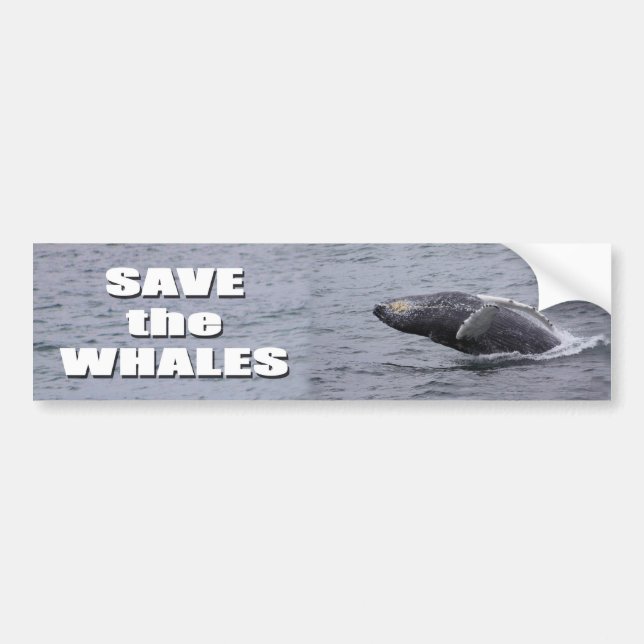 Save the Whales bumper sticker (Front)