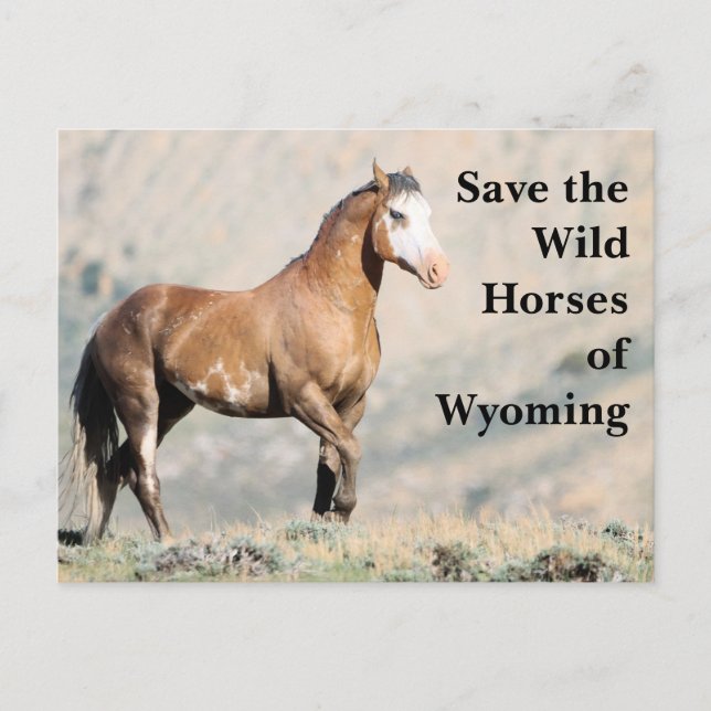 Save the Wild Horses of Wyoming Postcard (Front)