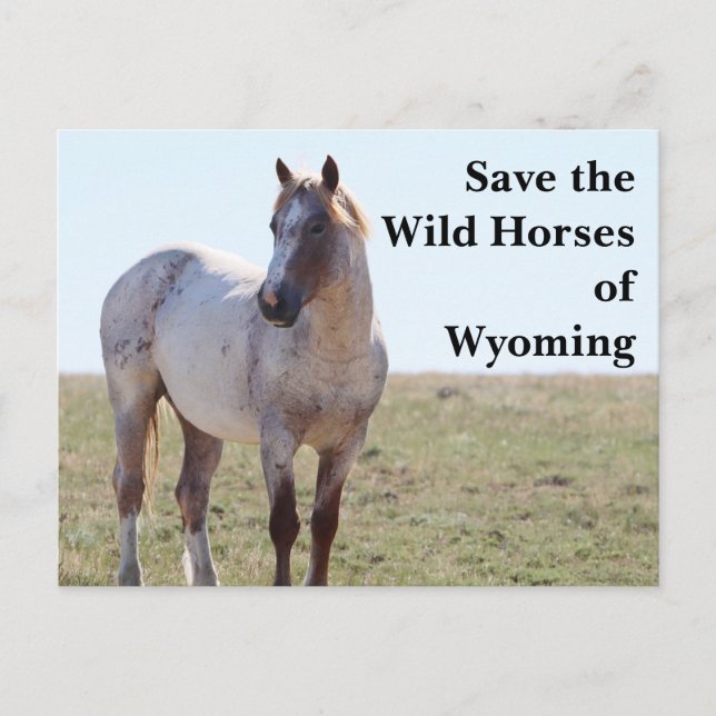 Save the Wild Horses of Wyoming Postcard (Front)