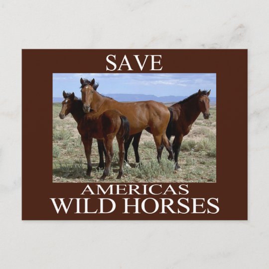 Save the Wild Horses Postcard | Zazzle.com