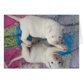 Saved 4 Week Old Puppy (Front Horizontal)