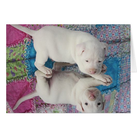 Saved 4 Week Old Puppy (Front Horizontal)