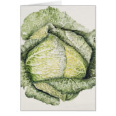 Savoy Cabbage (Front)