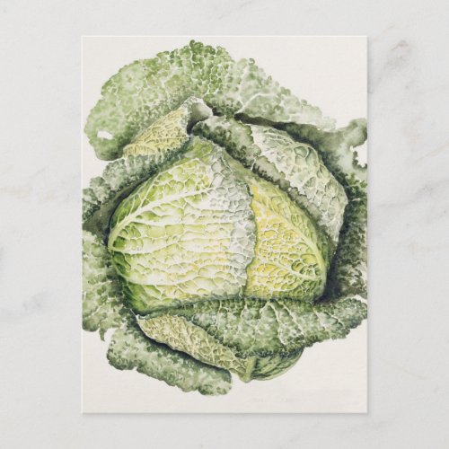 Savoy Cabbage Postcard
