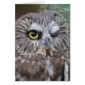Saw-whet Owl (Front)