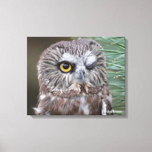 Saw_whet Owl Canvas Print