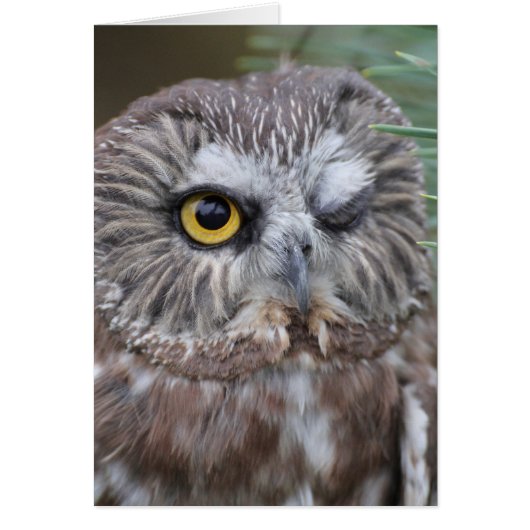 Saw-whet Owl Cards (Front)