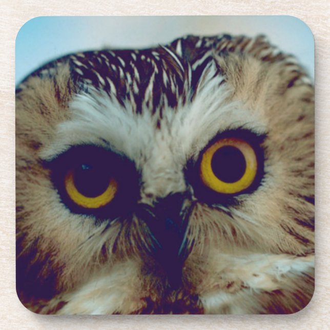 Saw-whet owl drink coaster (Front)