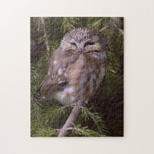 Saw_whet Owl in Pine Tree Bird Wildlife Jigsaw Puzzle