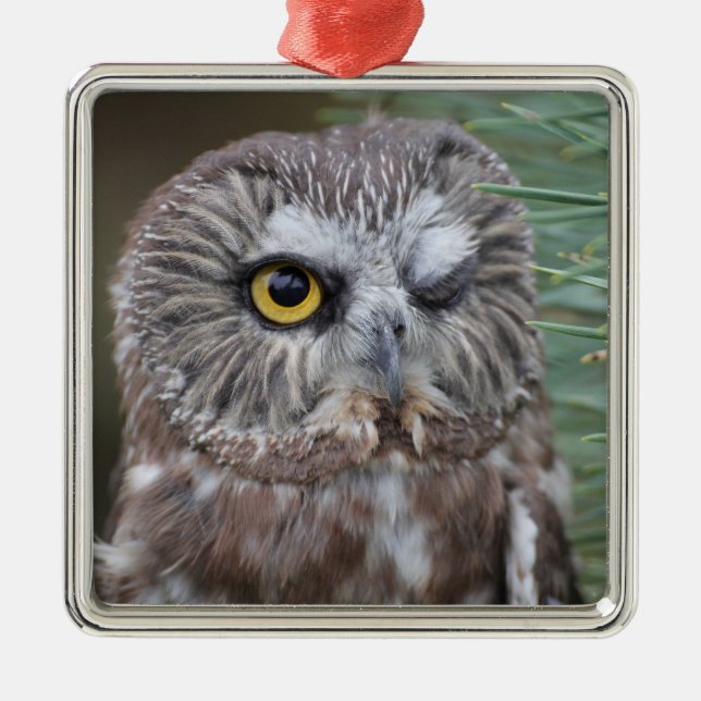 Saw-whet Owl Metal Ornament (Front)