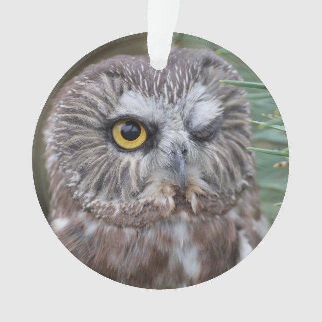 Saw-whet Owl Ornament (Front)