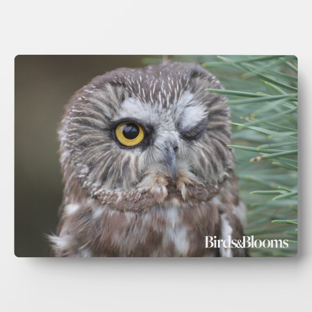 Saw-whet Owl Plaque (Front)