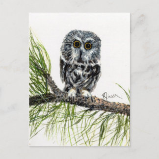 Saw Whet Owl Postcard