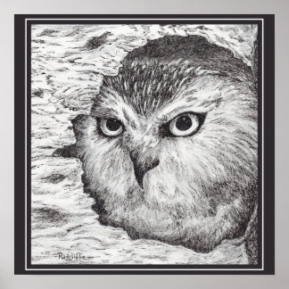 Saw-Whet Owl  Poster