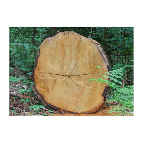 Sawn log in a forest acrylic print