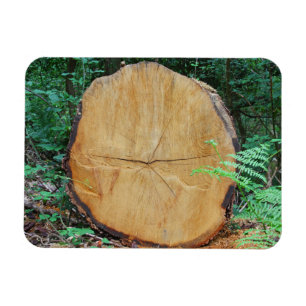 Sawn log in a forest magnet