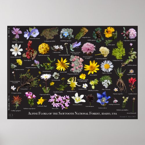 Sawtooth Alpine Flora Poster