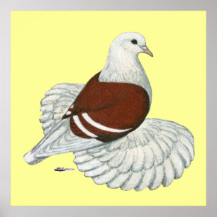 Saxon Shield Pigeon Red White Bar Poster