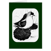 Saxon Swallow Pigeon 1978 (Front)