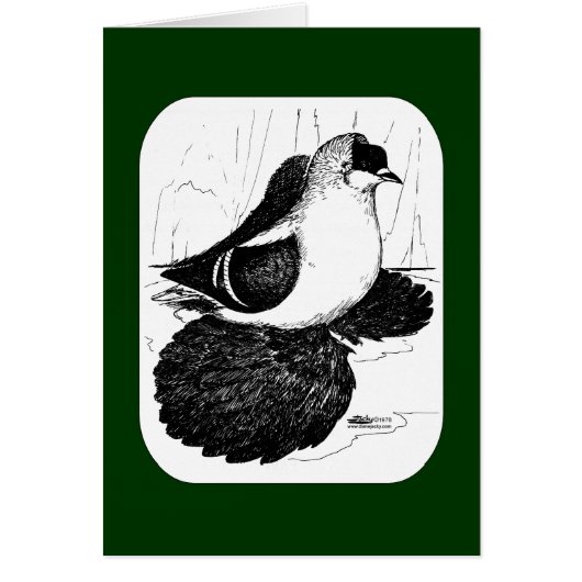 Saxon Swallow Pigeon 1978 (Front)