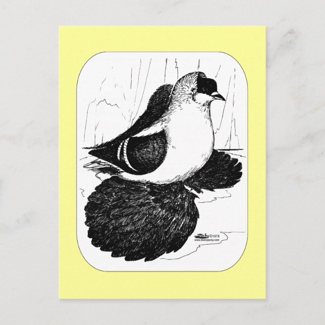 Saxon Swallow Pigeon 1978 Postcard (Front)
