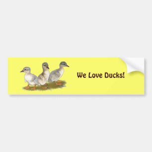 Saxony Ducklings Bumper Sticker