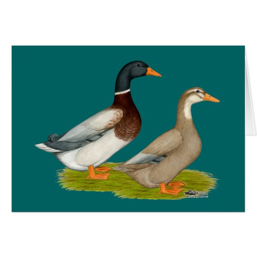 Saxony Ducks Cards (Front Horizontal)