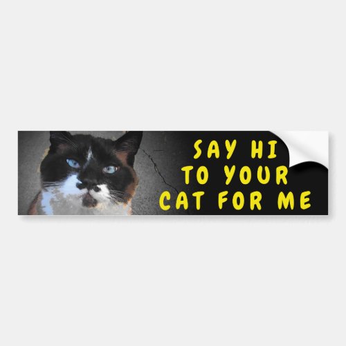 Say Hi To Your Cat Meme Bumper Sticker