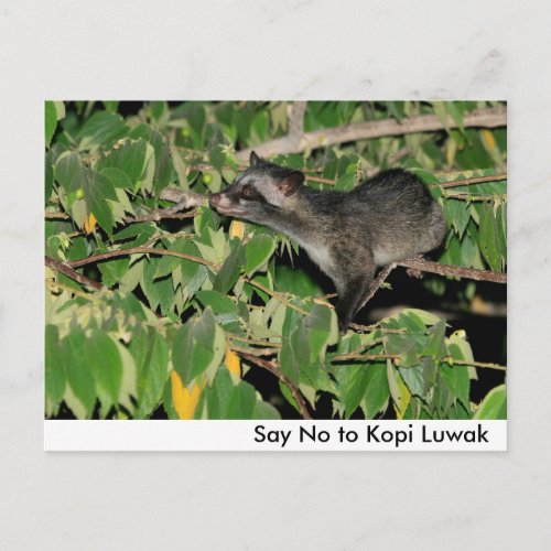 Say No to Kopi Luwak Postcard