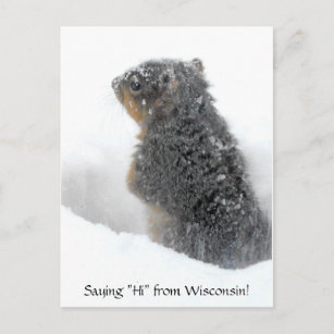 Saying Hi from Wisconsin Snowy Squirrel Postcard