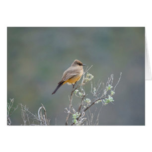 Say's Phoebe in the sage Cards