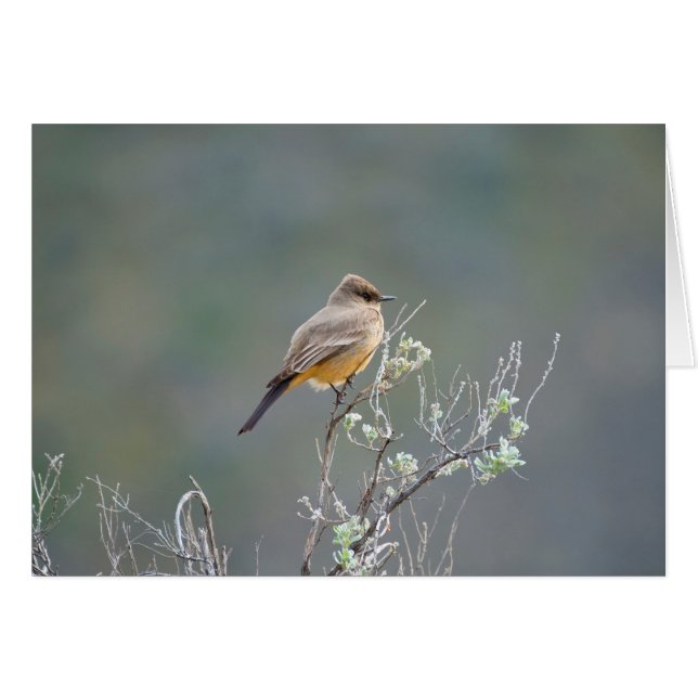 Say's Phoebe in the sage Cards (Front Horizontal)