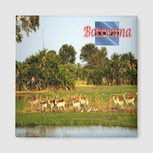 sBW009 BOTSWANA Group of Female Lechwe Fridge Magnet