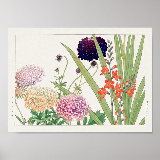 Scabiosa, Montbretia by Tanigami Konan Poster (Front)