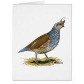 Scaled Quail (Front)