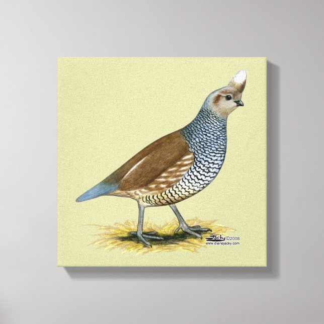 Scaled Quail Canvas Print (Front)