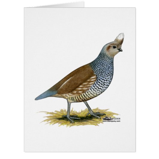 Scaled Quail Cards (Front)
