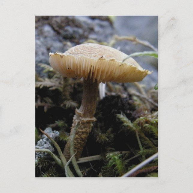 Scaley Mushroom on Unalaska Island Postcard (Front)